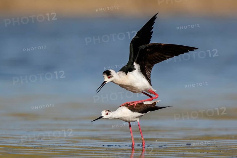 Black-winged Stilt (Himantopus himantopus) pair mating, Lesvos, Greece