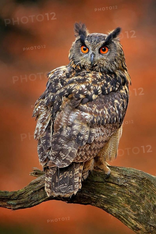 Eagle Owl, Bubo bubo, with open wings in flight, forest habitat in background, orange autumn trees. Wildlife scene from nature forest, Germany. Bird in fly, owl behaviour. Forest owl in fly