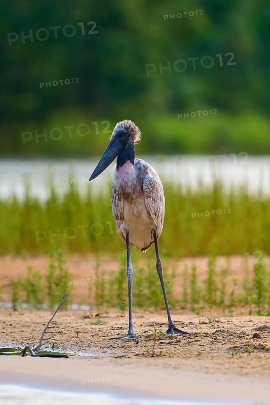 A mammoth stork stands on a sandy bank overlooking the water, Jabiru (Jabiru mycteria), Pantanal, Mato Grosso, Brazil