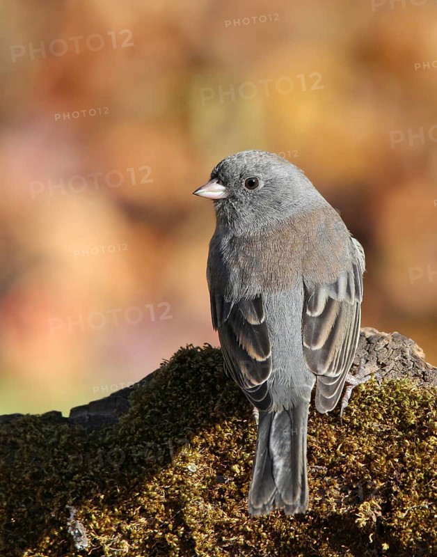 Dark-eyed Junco, Junco hyemalis, perched on a mossy log in Autumn, Saskatchewan, Canada