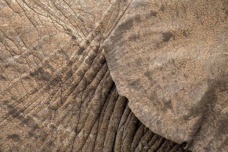 Detailed close-up of an elephant's skin and ear showcasing its unique texture and patterns, captured in the Masai Mara, Kenya, offering a glimpse into the beauty of safari wildlife