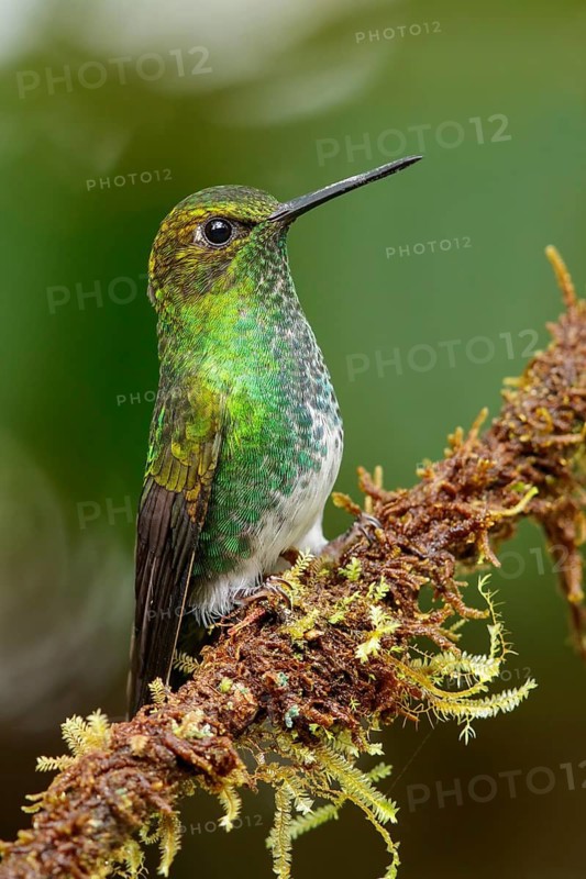 Greenish Puffleg (Haplophaedia aureliae) perched on a branch in the Andes Mountains of Colombia