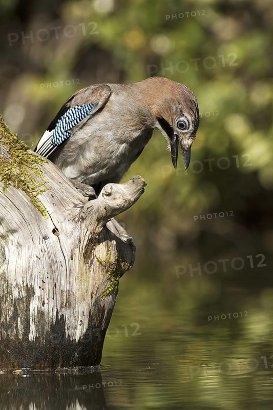 Eurasian Jay (Garrulus glandarius), Castile-La Mancha, Spain