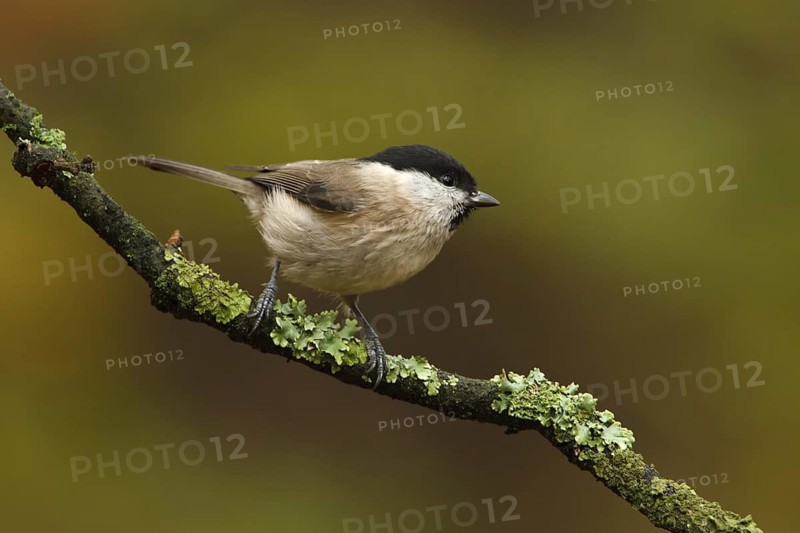 Marsh Tit (Poecile palustris), Utrecht, Netherlands