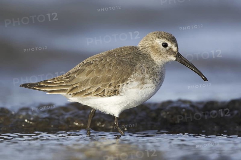 Dunlin (Calidris alpina), British Columbia, Canada