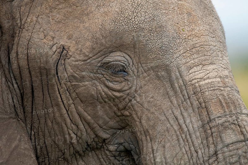 Detailed close-up of an elephant's eye, showcasing the textured skin and calm expression of this majestic creature, photographed during a safari in Kenya's Masai Mara
