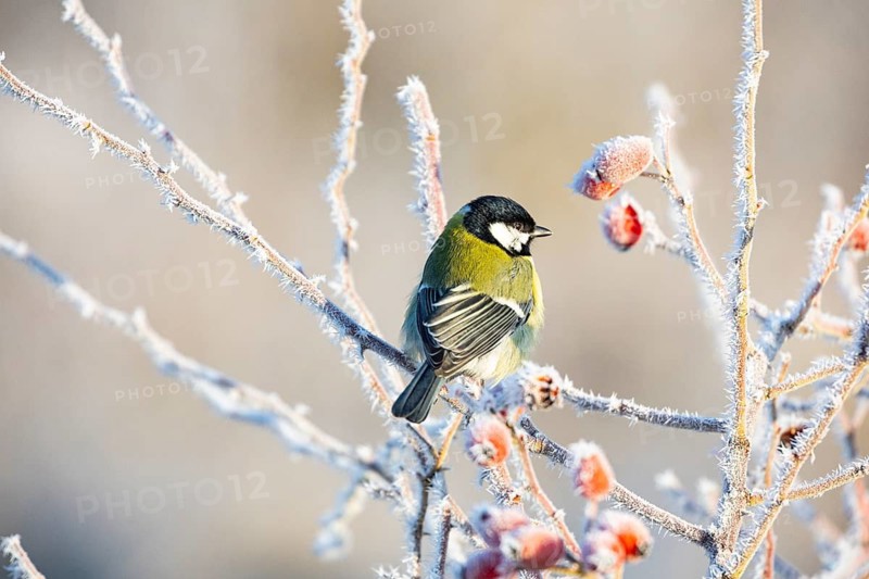 Great tit (Parus major) Germany