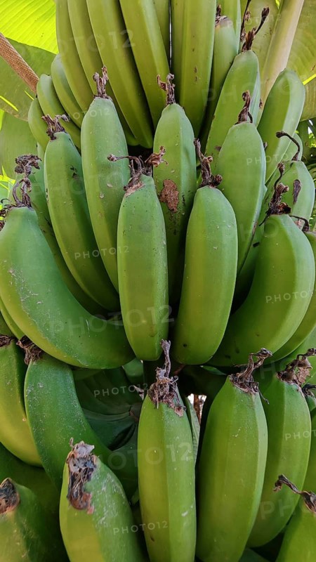Close-up of green bananas (musa) on a shrub in a tropical environment, hiking in the Paul Valley, Vale do Paul, Santo Antao, Cabo Verde, Cape Verde