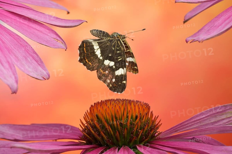 Land carline (Araschnia levana) in flight on the flowers of the coneflower (Echinacea)