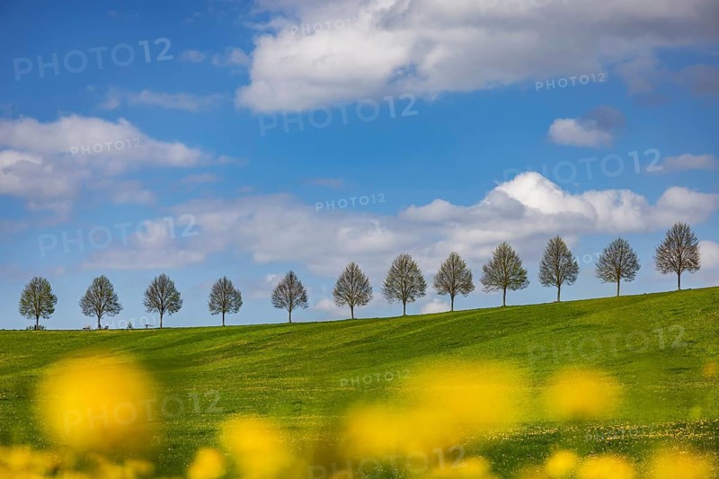 Row of trees on a hill in spring. Landscape on the edge of Schönbuch near Waldenbuch. Waldenbuch, Baden-Württemberg, Germany
