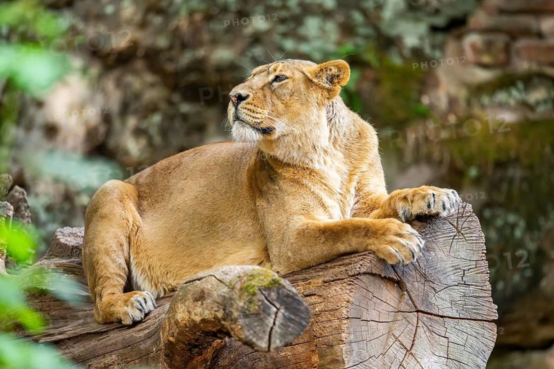 Asiatic lion (Panthera leo persica) female lying on a tree trunk, captive, Germany