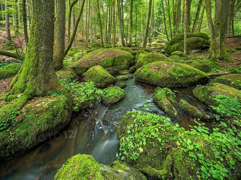 The Höllbach in the Hölle Nature Reserve flows through green forest and large moss-covered rocks, near Rettenbach, Upper Palatinate, Bavaria, Germany