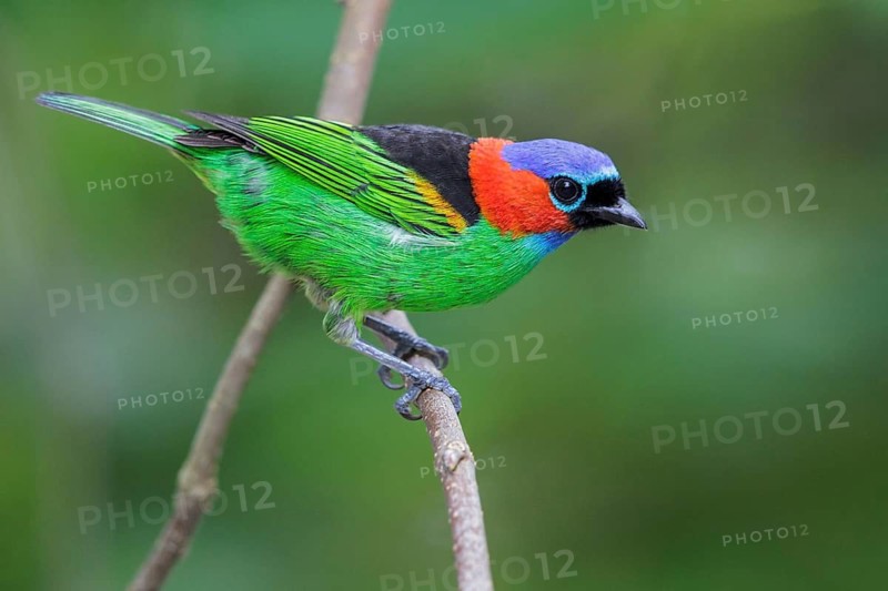 Red-necked Tanager (Tangara cyanocephala) perched on a branch in the Atlantic rainforest of southeast Brazil