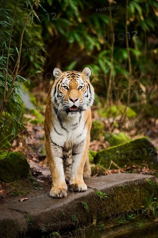 Siberian tiger or Amur tiger (Panthera tigris altaica) walking on the ground, captive, habitat in Russia