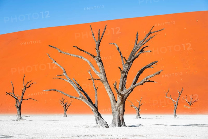 Dead camel thorn trees (Vachellia erioloba), red sand dunes, white salt pan, Dead Vlei, Sossusvlei, Namib Desert, Namib-Naukluft Park, Namibia