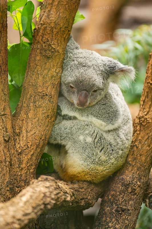 Koala (Phascolarctos cinereus) sitting on a tree, captive, distribution South Australia, Australia, Oceania