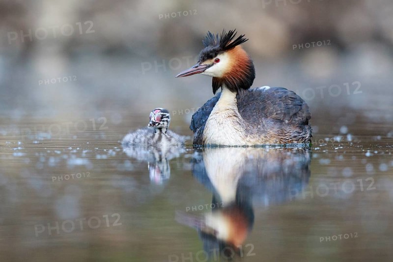 Great Crested Grebe (Podiceps cristatus) with chick, North Rhine-Westphalia, Germany