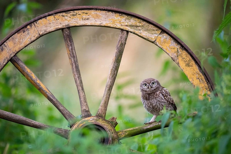 Little owl (Athene noctua), Vechta, Lower Saxony, Germany