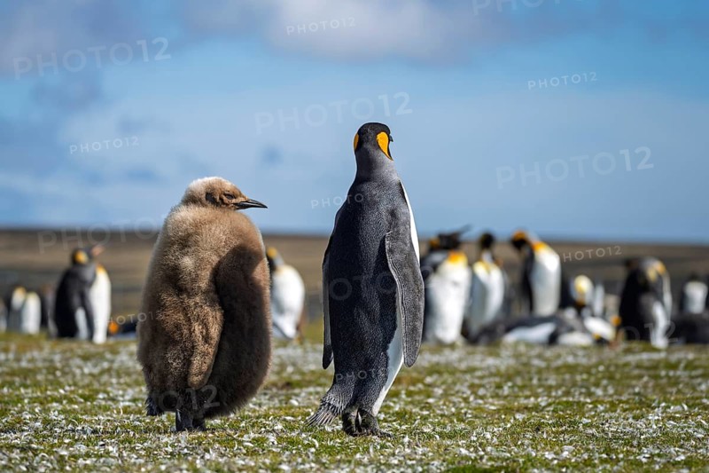 King penguin (Aptenodytes patagonicus), adult bird and chick in brown dun plumage standing next to each other, colony in the background, Volunteer Point, Falkland Islands
