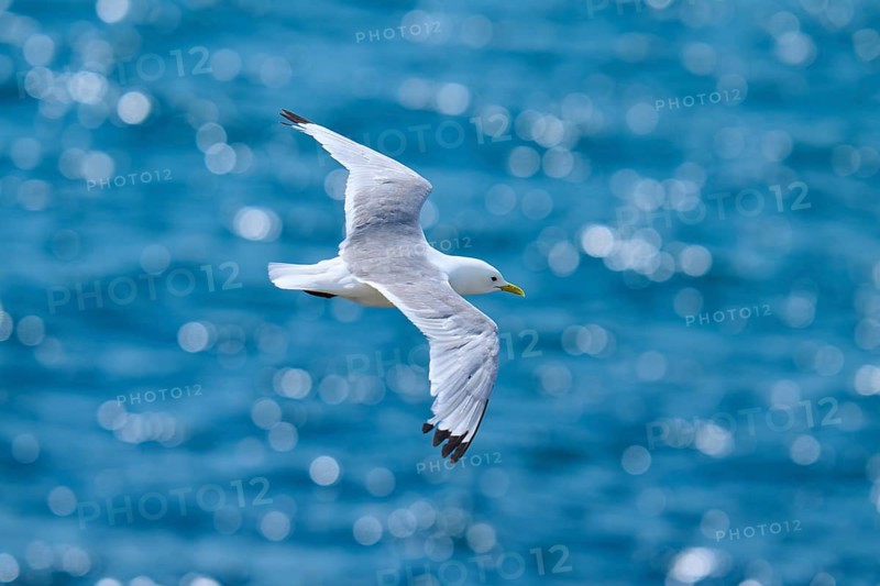 A gull with outstretched wings flies over the sea, which shimmers in blue bokeh, kittiwake (Rissa tridactyla), Seahouses, Inner Farne, Farne Islands, Northumberland, England, Great Britain