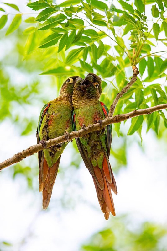 Deville Parakeet (Pyrrhura devillei) Pantanal Brazil