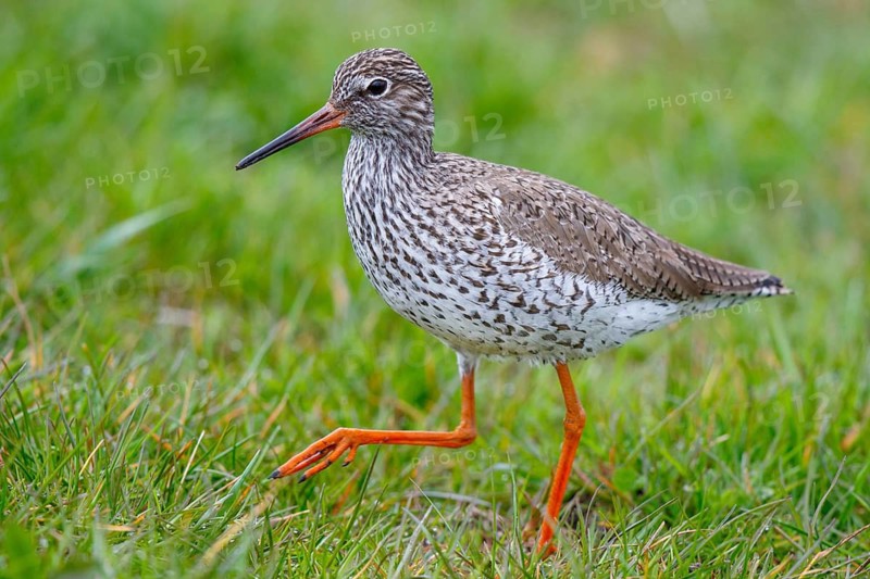Common Redshank (Tringa totanus), Netherlands