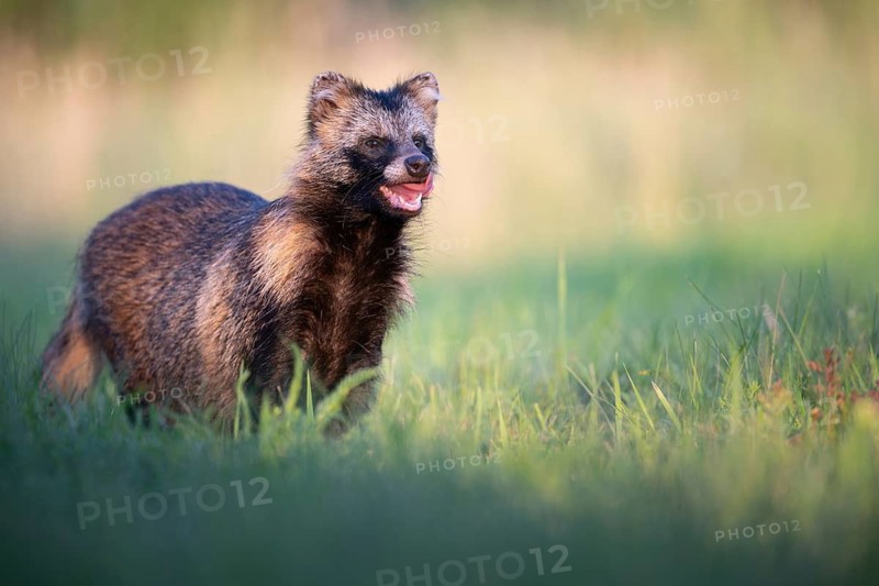 Raccoon dog (Nyctereutes procyonoides) looking curiously at a forest clearing, portrait, Podlaskie Voivodeship, Poland