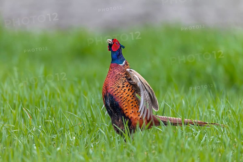 The pheasant cock (Phasianus colchicus) begins its mating ritual with its head held upright, mating season, mating dress, mating season, mating ritual, April, Germany