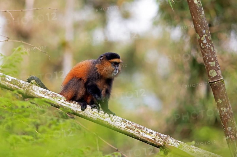 Golden monkey (Cercopithecus mitis kandti) in the bamboo forest, Virunga Volcanic Mountains, Parc National des Volcans, Volcanoes National Park, Rwanda