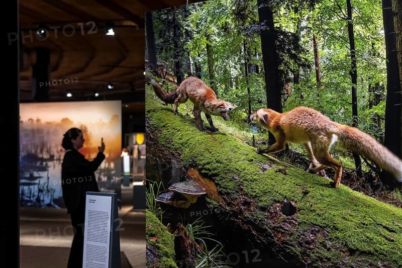 New exhibition at Gasometer Oberhausen, Mythos Wald, on 3 levels and with several thematic chapters, the exhibition shows the diversity of the world's forests with pictures, videos and exhibits, North Rhine-Westphalia, Germany