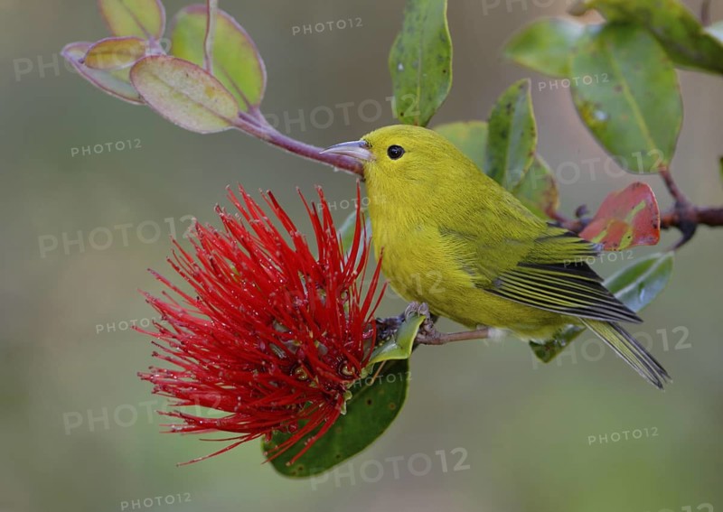 Anianiau, Maguma parvus, Hawaiian Honeycreeper