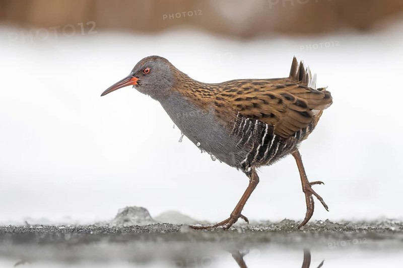 Water rail (Rallus aquaticus) Water rail, winter with ice and snow, frost, frozen lake and pond, foraging in shallow water, marshland, Kiskunsag National Park, Hungary