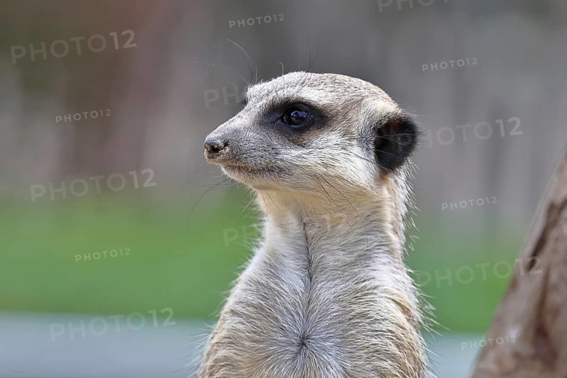 Meerkat (Suricata suricatta) animal portrait, captive, Hesse Germany