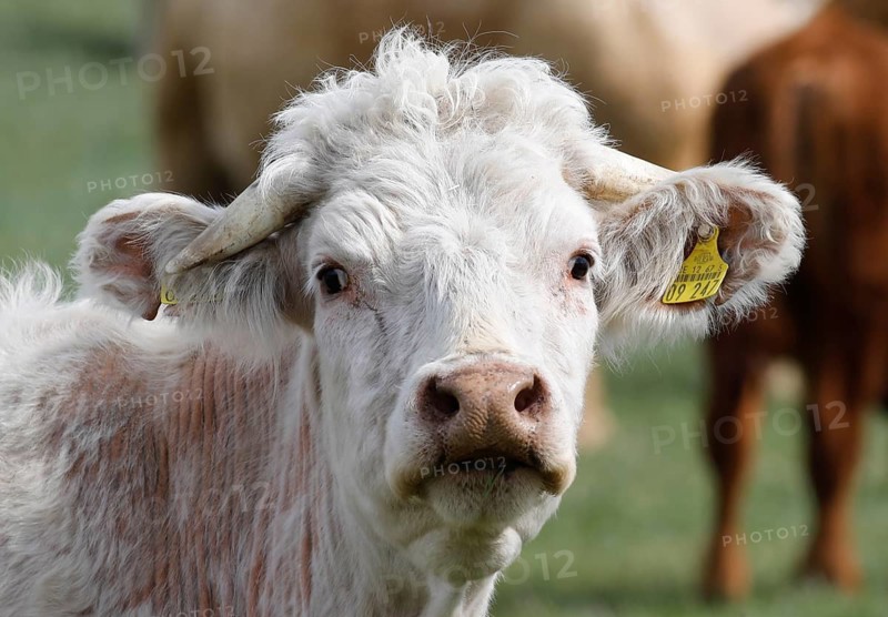 Free-range calves, cattle and cows from the Jahnsfeld organic farm in Brandenburg, they graze the surrounding grassland in spring and summer, they spend the winter in a playpen with an outlet, Müncheberg, Brandenburg, Germany