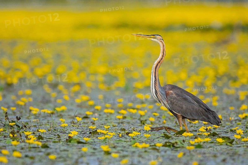 Purple heron (Ardea purpurea) Hungary