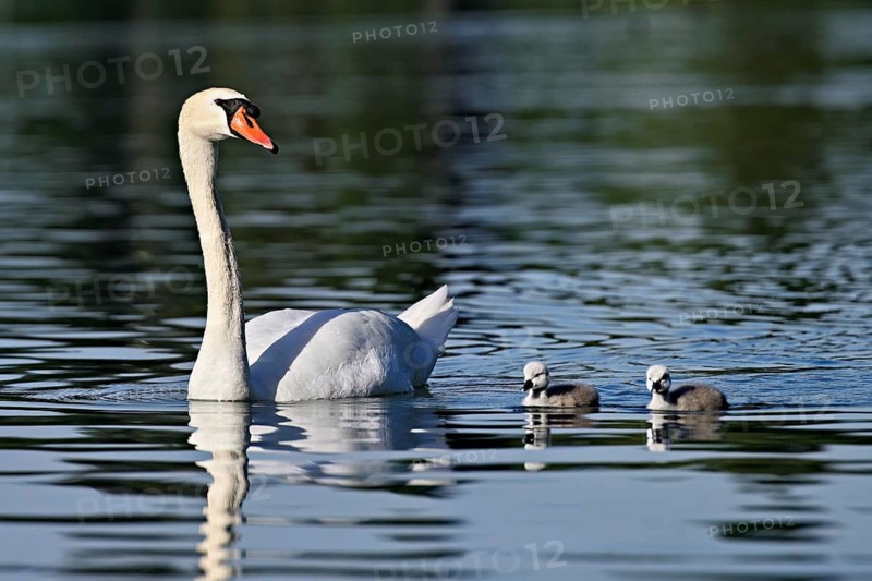 Mute swan (Cygnus olor), male with two chicks swimming in Lake Zug, Canton Zug, Switzerland