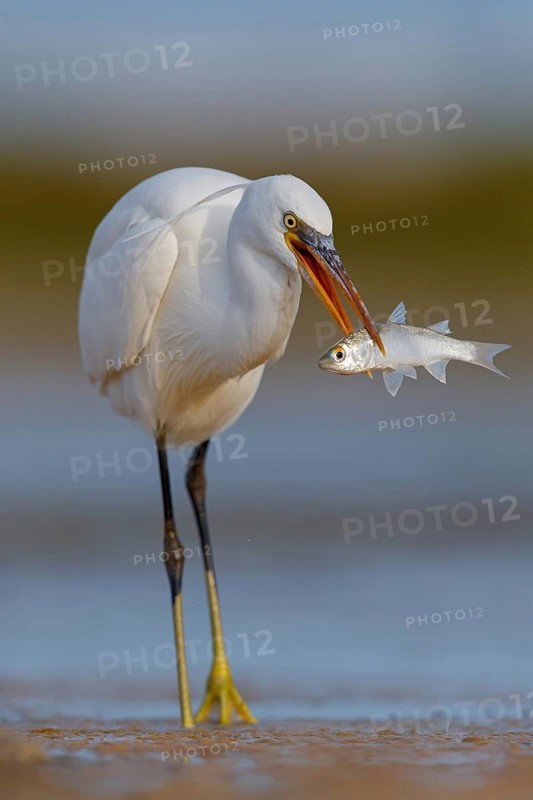 Western Reef Heron, Western Reef-Heron, Western Reef-Egret, (Egretta gularis), Garceta Dimorfa, Raysut, Salalah, Dhofar, Oman