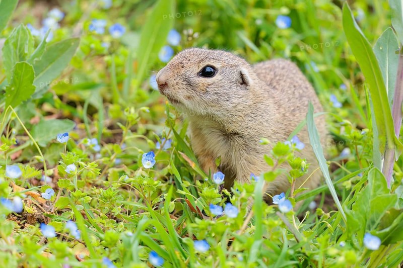 An adult ground squirrel (Spermophilus citellus) eats leaves and flowers on a cloudy day in a green meadow. Austria
