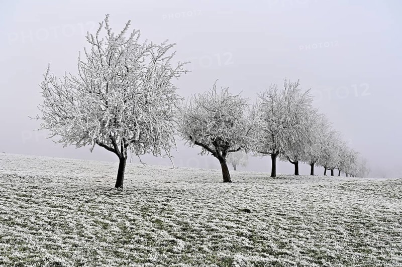 Row of trees with hoarfrost, Lindenberg, Freiamt, Canton of Aargau, Switzerland