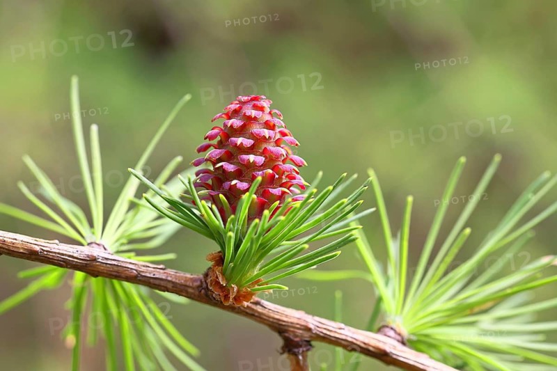 Female flower of larch (Larix decidua), larch blossom, growing into cones, close-up, spring, spring, Wilnsdorf, North Rhine-Westphalia, Germany