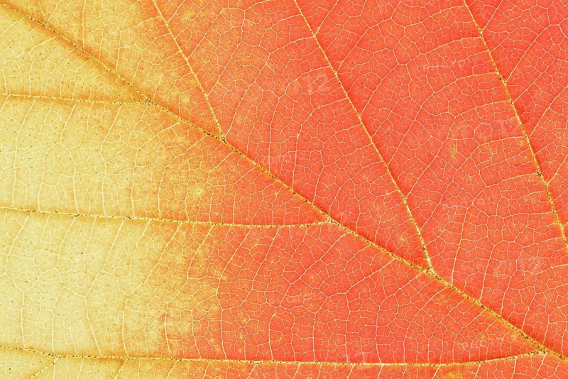 Persian ironwood (Parrotia persica), detail of leaf in autumn, North Rhine-Westphalia, Germany
