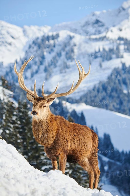 Red deer (Cervus elaphus) stag on a snowy meadow in the mountains in tirol, Kitzbühel, Wildpark Aurach, Austria