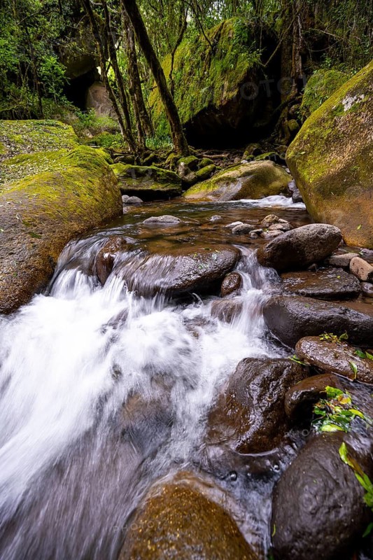 Mhlwazini River flows through thick forest, original mountain forest, Rainbow Gorge, Ukhahlamba-Drakensberg Park, KwaZulu-Natal, Drakensberg Mountains, South Africa