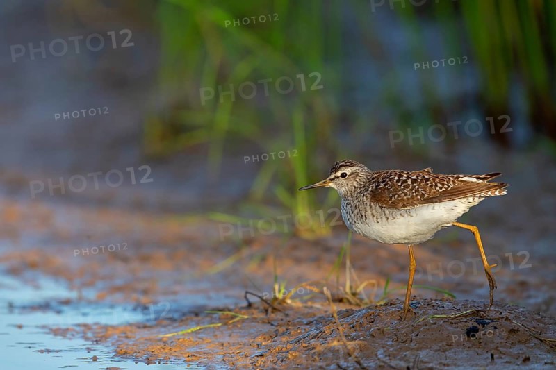 Wood sandpiper (Tringa glareola), Chevalier sylvain, Andarríos Bastardo, Raysut, Salalah, Sohar, Oman