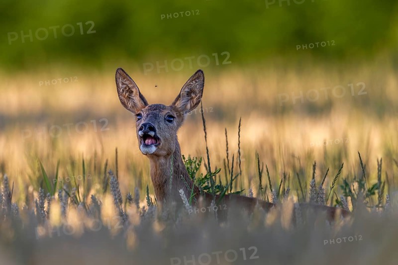 A doe (Capreolus capreolus) stands barking, also known as a scare, in a wheat field, because despite good camouflage the photographer was discovered, the barking itself sounds almost like that of a dog, scare, alarm, warn, July, Germany