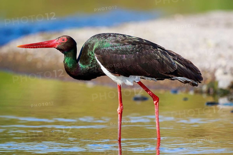 Black Stork (Ciconia nigra) foraging, Greece