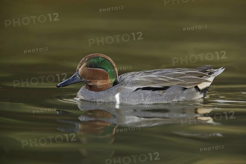Green-winged Teal (Anas carolinensis) male, Arizona, USA