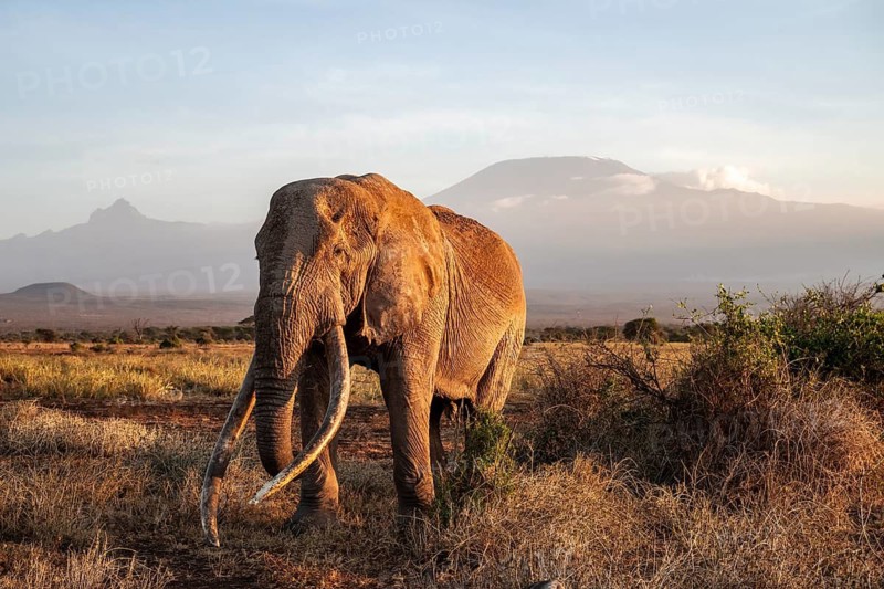 African elephant (Loxodonta africana) with Kilimanjaro, the famous Super Tusker elephant Craig, old male with long tusks, evening light, Amboseli, Kajiado County, Kenya