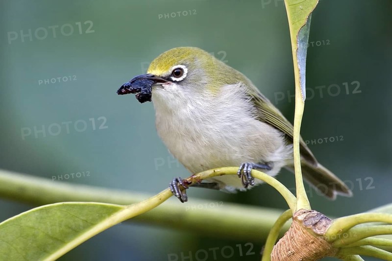 Christmas White-eye (Zosterops natalis), Christmas Island, Australia
