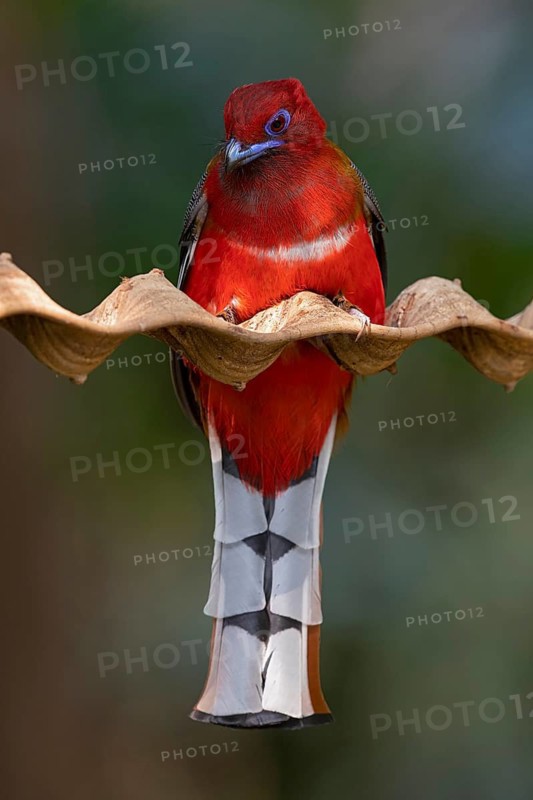 Red-headed Trogon (Harpactes erythrocephalus helenae) male, Yunnan, China